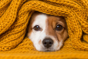 donate bedding to animal shelters