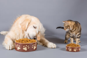 pet food donations